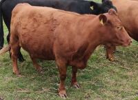 6YR RED PEDIGREE DEXTER COW