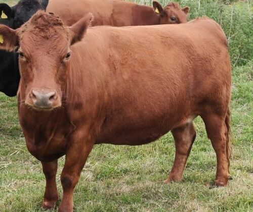 6YR RED PEDIGREE DEXTER COW