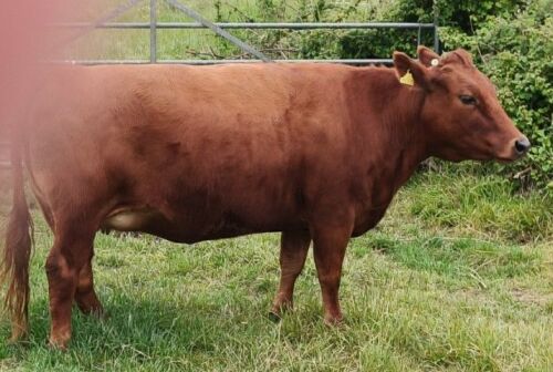 5YR RED PEDIGREE DEXTER COW