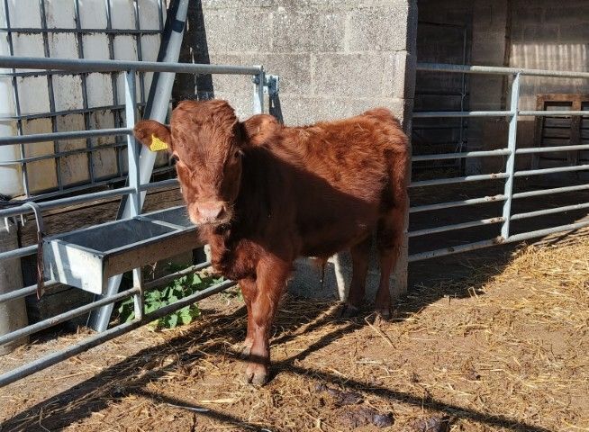 12MO RED PEDIGREE DEXTER BULL