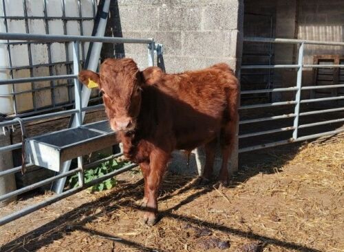 12MO RED PEDIGREE DEXTER BULL