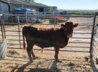 12MO RED PEDIGREE DEXTER BULL - 2