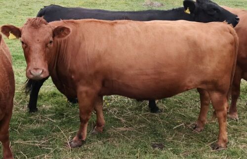 5YR RED PEDIGREE DEXTER COW