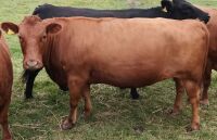 5YR RED PEDIGREE DEXTER COW