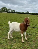 2 PEDIGREE BOER DOELINGS BIDS PER LIFE - 5
