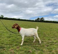 2 PEDIGREE BOER DOELINGS BIDS PER LIFE - 7