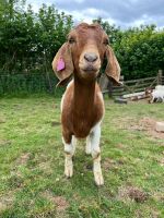2 PEDIGREE BOER DOELINGS BIDS PER LIFE - 8