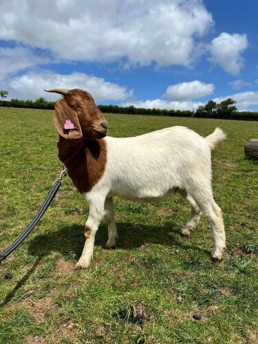 2 PEDIGREE BOER DOELINGS BIDS PER LIFE