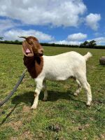 2 PEDIGREE BOER DOELINGS BIDS PER LIFE