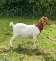2 PEDIGREE BOER DOELINGS BIDS PER LIFE - 3