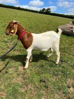 2 PEDIGREE BOER DOELINGS BIDS PER LIFE - 8