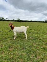 2 PEDIGREE BOER DOELINGS BIDS PER LIFE - 9