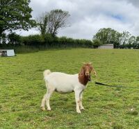 2 PEDIGREE BOER DOELINGS BIDS PER LIFE - 10