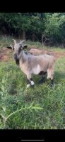 2YR PYGMY NANNY GOAT - 2