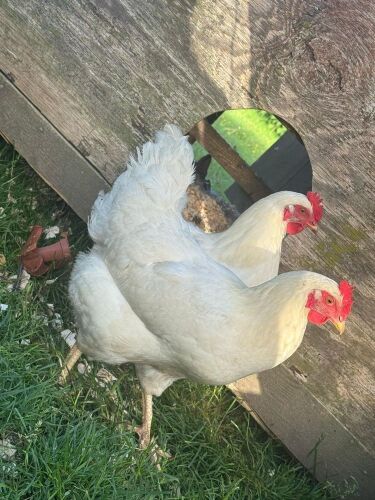 2 WHITE AMBER HYBRID LAYING HENS BIDS PER LIFE
