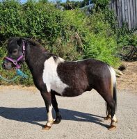 5YO 11HH DARTMOOR HILL PONY - 2