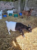 8MO CASTRATED PYGMY GOAT