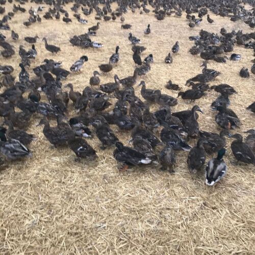 100 EX-LAYING MALLARD DUCKS BIDS FOR THE GROUP