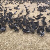 100 EX-LAYING MALLARD DUCKS BIDS FOR THE GROUP