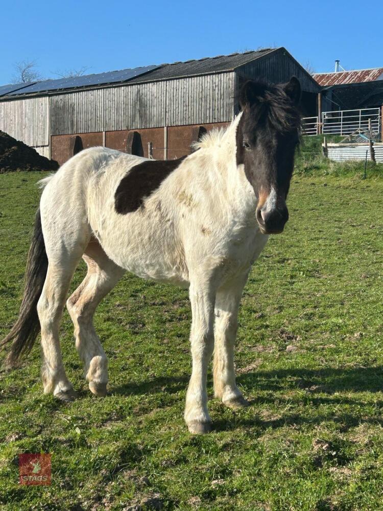 2YO DARTMOOR HILL FILLY