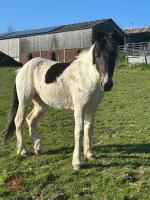 2YO DARTMOOR HILL FILLY