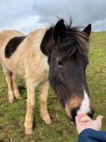 2YO DARTMOOR HILL FILLY - 2