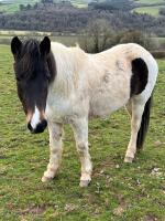 2YO DARTMOOR HILL FILLY - 3