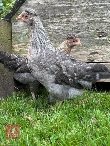 2 CRESTED CREAM LEGBAR HENS BIDS PER LIFE