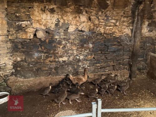 6 SAXONY X CAMPBELL DUCKLINGS BIDS PER LIFE