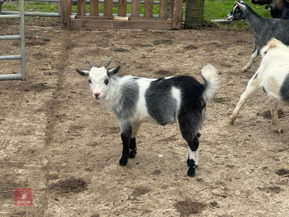 3MO PYGMY BILLY GOAT