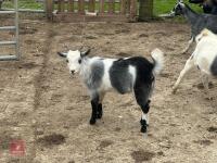 3MO PYGMY BILLY GOAT