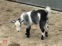3MO PYGMY BILLY GOAT - 2