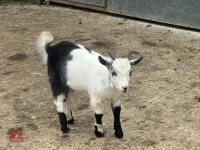 3MO PYGMY BILLY GOAT - 3