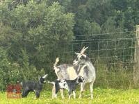 3YO PYGMY NANNY & 2 KIDS BIDS PER LIFE - 2