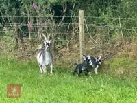 3YO PYGMY NANNY & 2 KIDS BIDS PER LIFE - 3