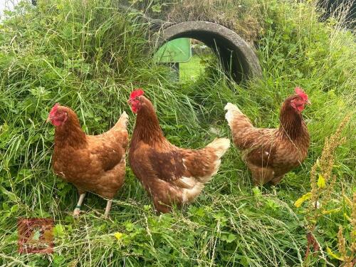 5 YEARLING WARREN HENS BIDS PER LIFE