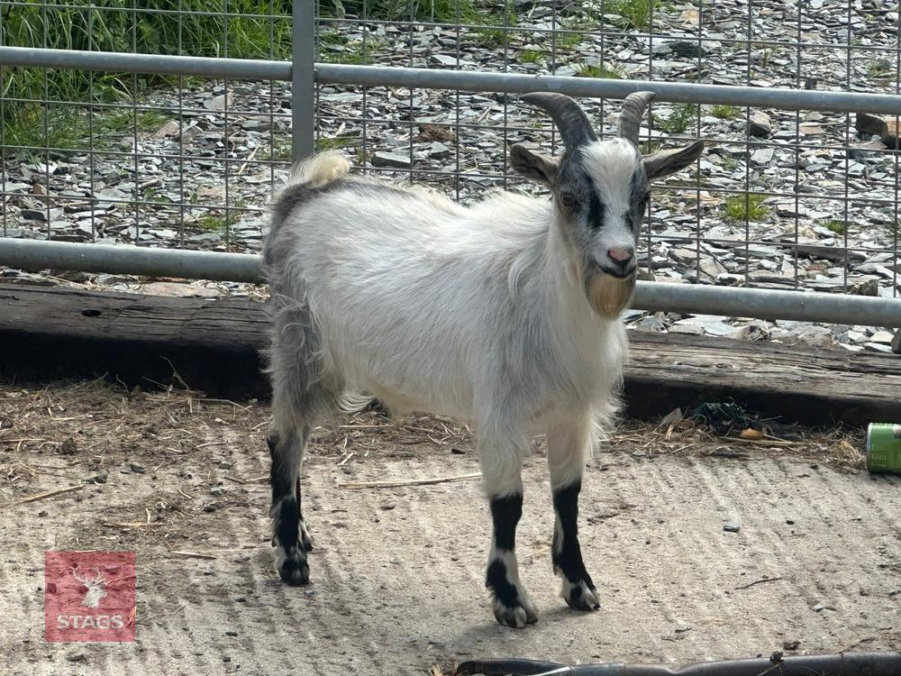5MO PYGMY BILLY GOAT