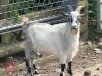 5MO PYGMY BILLY GOAT - 2