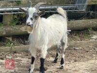 5MO PYGMY BILLY GOAT - 3