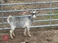 4MO PYGMY FEMALE KID