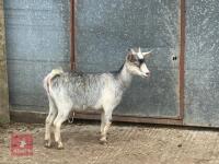 4MO PYGMY FEMALE KID - 3