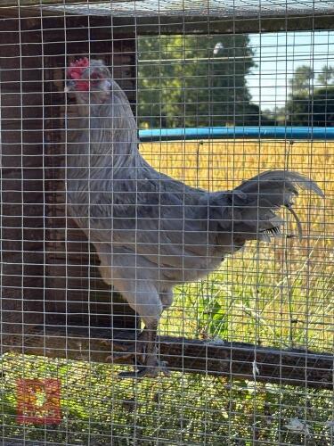 6MO LAVENDER ARAUCANA BREEDING COCKEREL