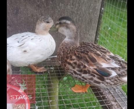 PAIR OF ABACOT CALL DUCKS BIDS PER LIFE