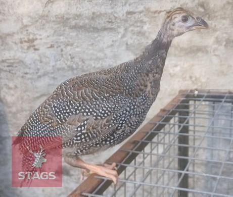 5 GUINEA FOWL KEETS BIDS PER LIFE
