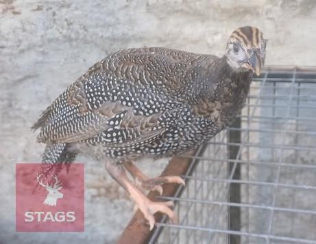 5 GUINEA FOWL KEETS BIDS PER LIFE