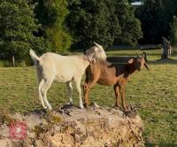 2 NANNY GOATS BIDS PER LIFE