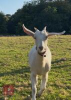 2 NANNY GOATS BIDS PER LIFE - 3