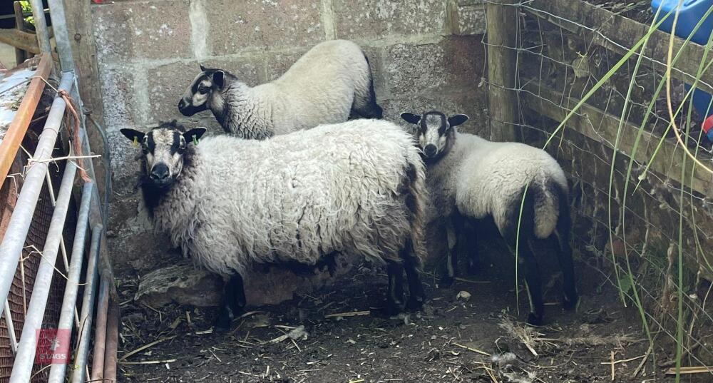 3YO BADGER FACE EWE & 2 WETHER LAMBS BIDS PER LIFE