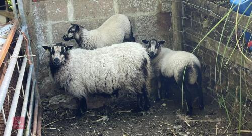 3YO BADGER FACE EWE & 2 WETHER LAMBS BIDS PER LIFE