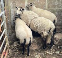 3YO BADGER FACE EWE & 2 WETHER LAMBS BIDS PER LIFE